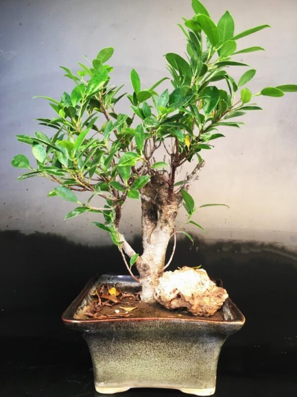 Ficus Microcarpa Small Bonsai with Rock
