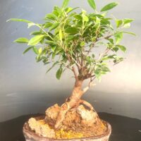 Ficus Microcarpa Medium Bonsai