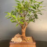 Ficus Microcarpa Bonsai by the Rock