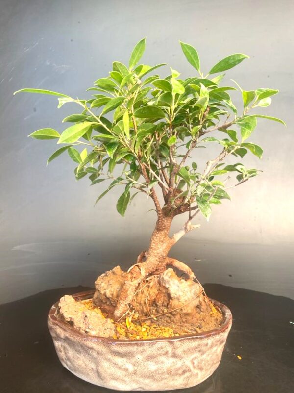 Ficus Microcarpa Medium Bonsai