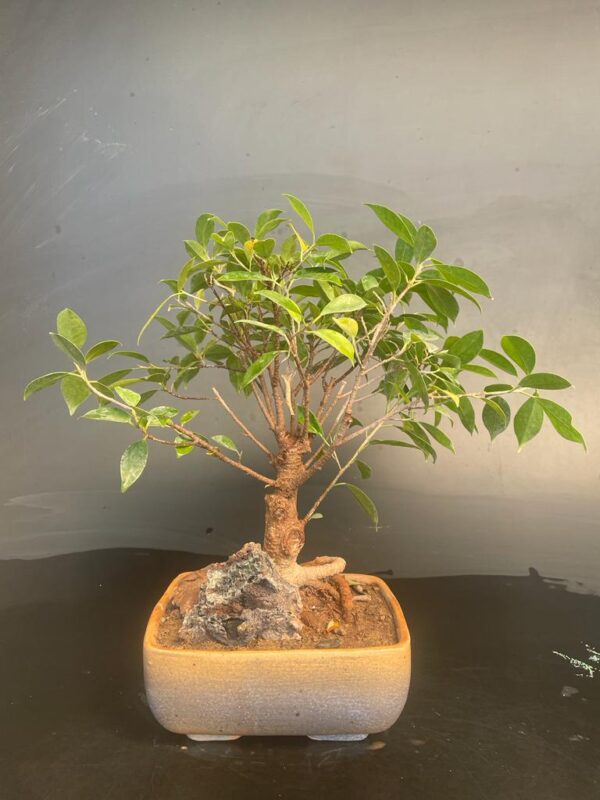 Ficus species4