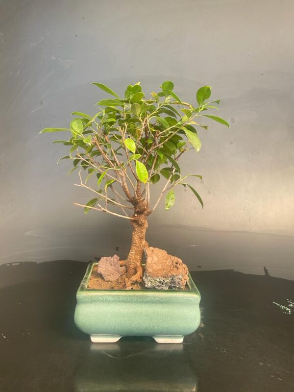Ficus species7