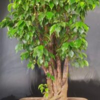 Large Ficus Benjamina Bonsai Multiple Trunk
