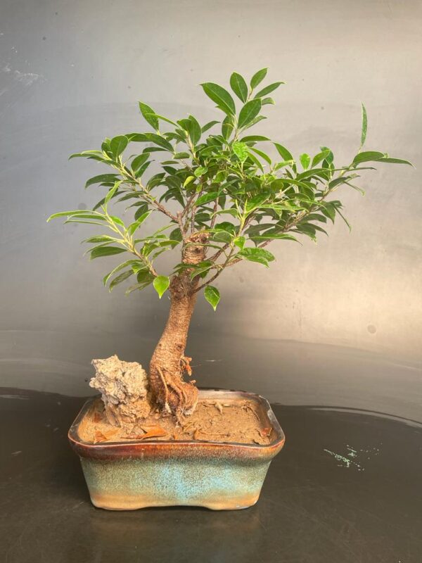 Ficus species1