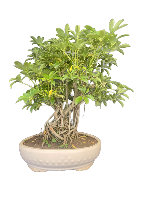 saplera big bonsai2