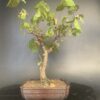 Hibiscus Variegated Bonsai-Sea Queen2