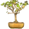 Hibiscus Variegated Bonsai-Sea Queen1