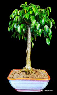 Ficus Benjamina Bonsai