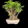 Saplera Big Bonsai