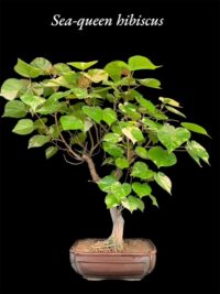 Hibiscus Variegated Bonsai-Sea Queen2
