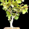 Hibiscus Variegated Bonsai-Sea Queen2