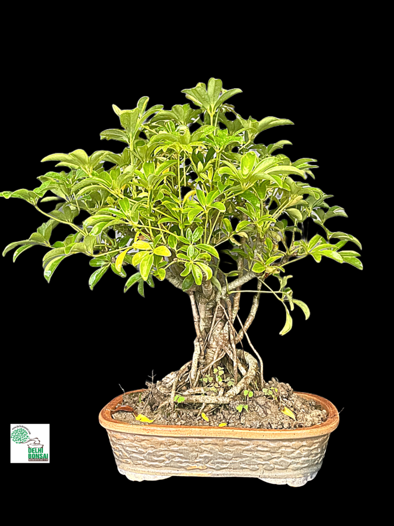 Saplera Medium Bonsai - Buy Indian Bonsai Delhi Home Delivered