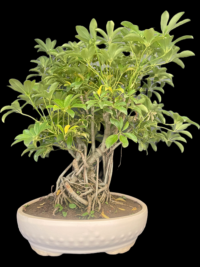 saplera big bonsai