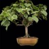 bonsai trees the perfect gift sea queen hibiscus bonsai