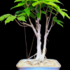 Pilkhan Twin Trunk Bonsai