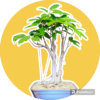 indian bonsai