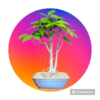 Pilkhan Twin Trunk Bonsai2