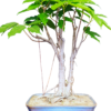 Pilkhan Twin Trunk Bonsai1