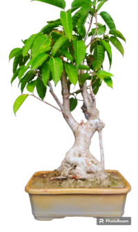 Ficus Virens Bonsai