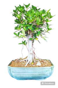 Ficus longisland Formal Bonsai