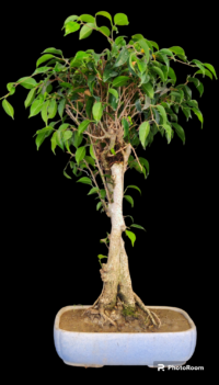 Ficus Benjamina Bonsai-M