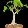 Bodhi Vriksha Bonsai Small