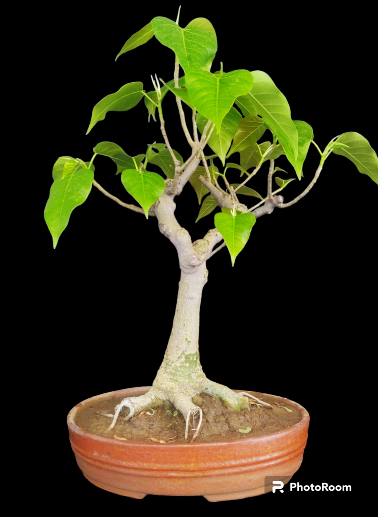 Bodhi Vriksha Bonsai Small - Bonsai Online India Get In 3 Hrs