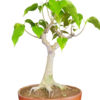 Bodhi Vriksha Bonsai Small1