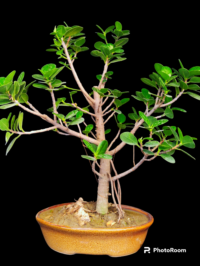 Ficus longisland Bonsai Medium
