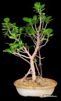 Ficus longisland Bonsai Med