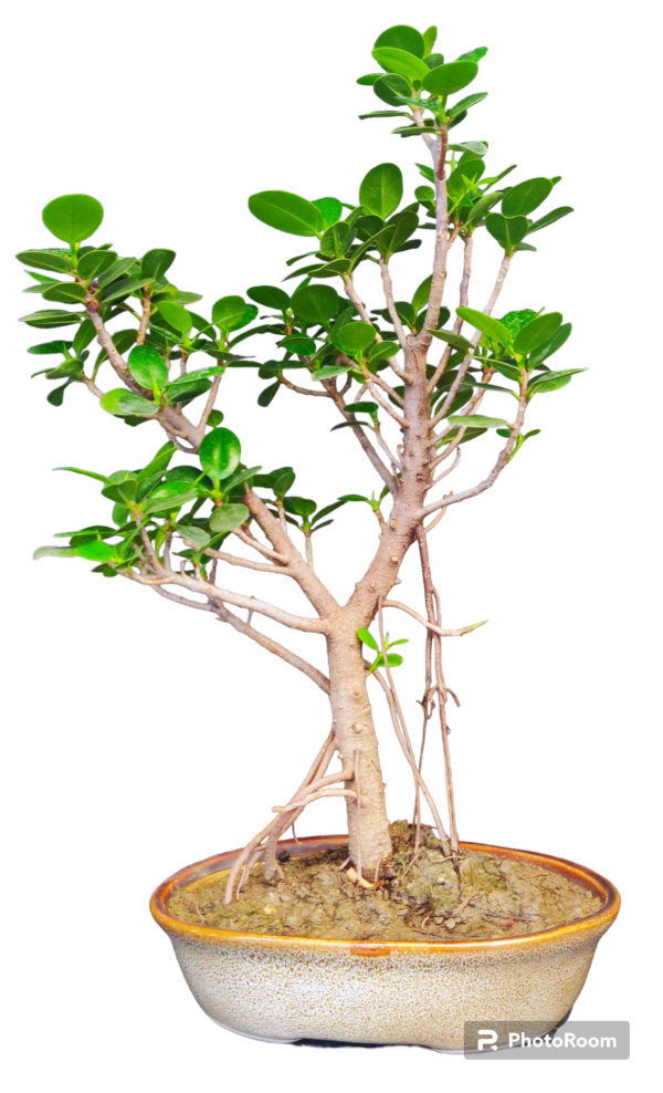 Ficus longisland Bonsai Med1