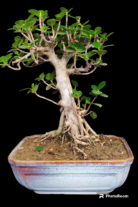 Ficus longisland Upright Bonsai
