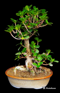 Ficus longisland