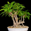 Ficus Virens Pilkhan Bonsai