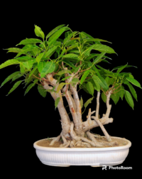 Ficus Virens Pilkhan Bonsai