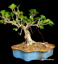 Ficus longisland Bonsai