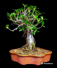 Ficus longisland Bonsai