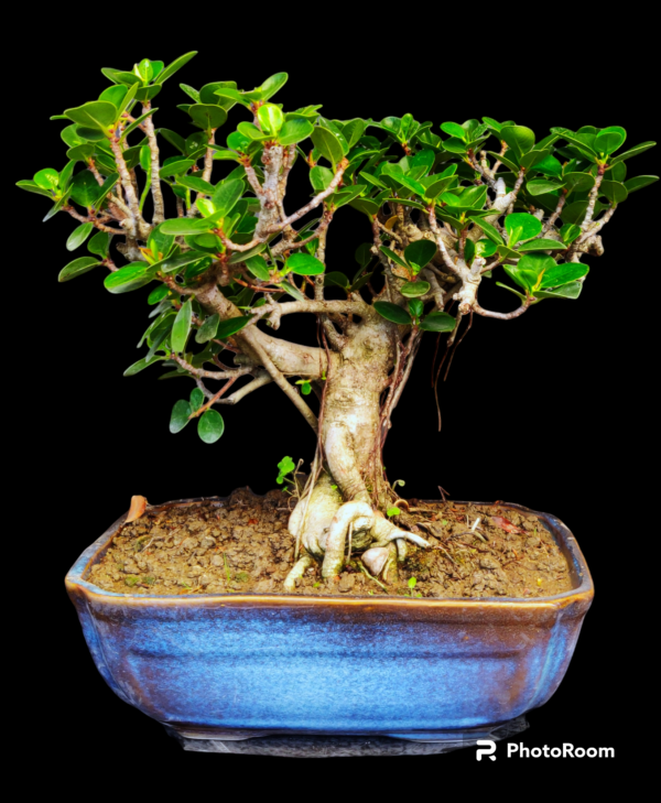Ficus longisland Bonsai Tree