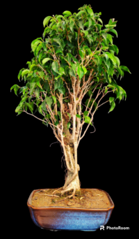 Ficus Benjamina Bonsai Large