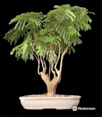 Gulmohar Bonsai