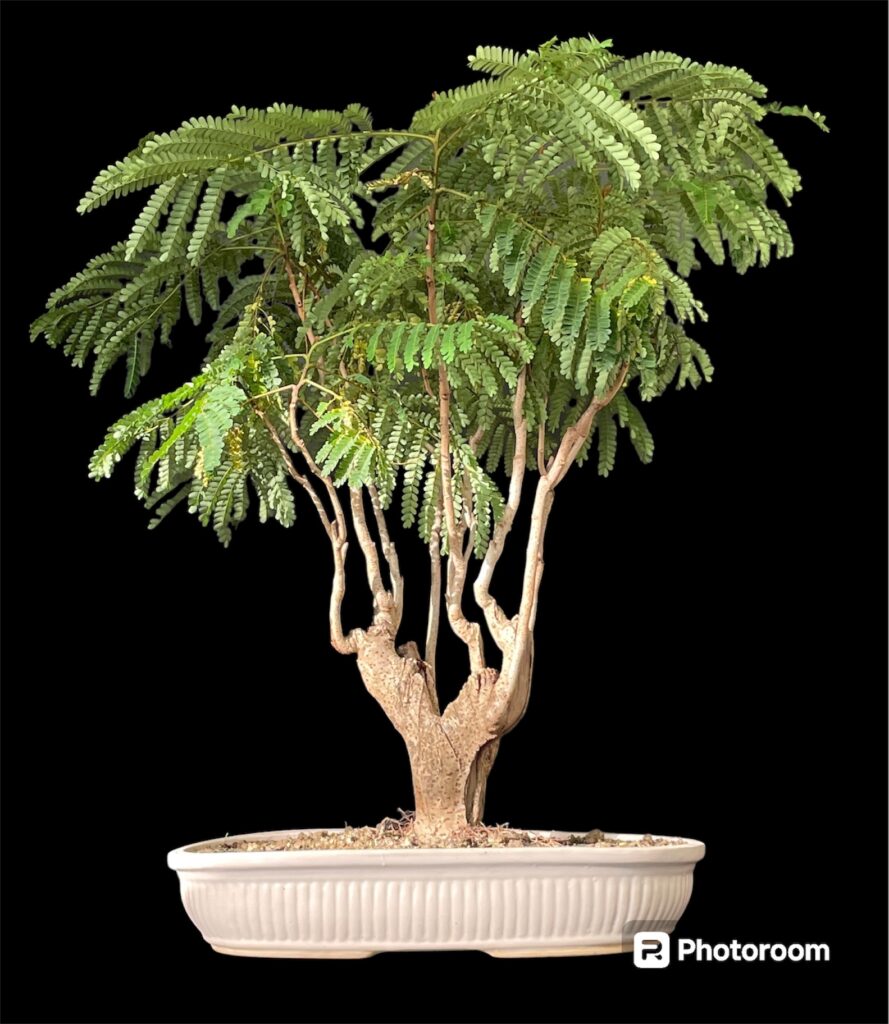 Gulmohar Bonsai - Buy Indian Bonsai Delhi Home Delivered