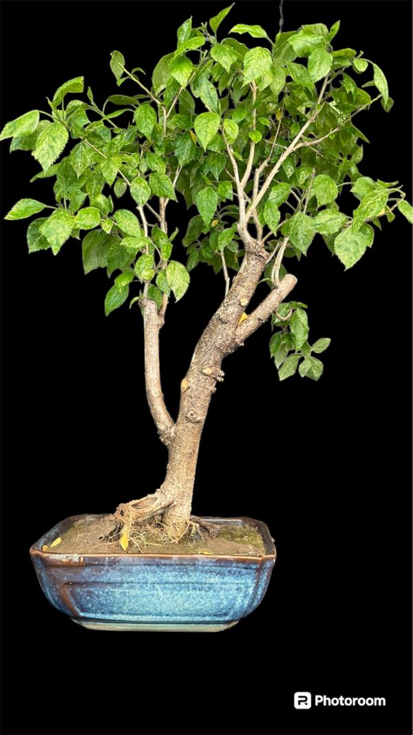 Hibiscus Variegated Bonsai-Spider