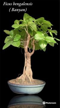 Banyan Bonsai Tree