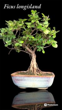 Longisland bonsai big