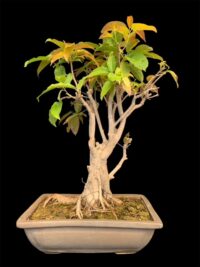 Pilkhan Bonsai