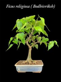 Bodhi Vriksha Bonsai Small