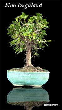 longisland bonsai by delhi bonsai