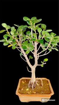 longisland bonsai in delhi