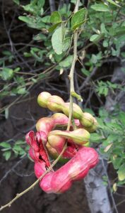Fruit of jungle jalebi