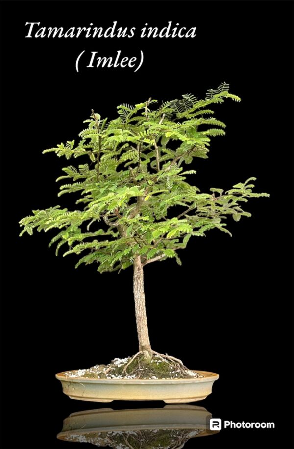 Imli Tamrind Bonsai